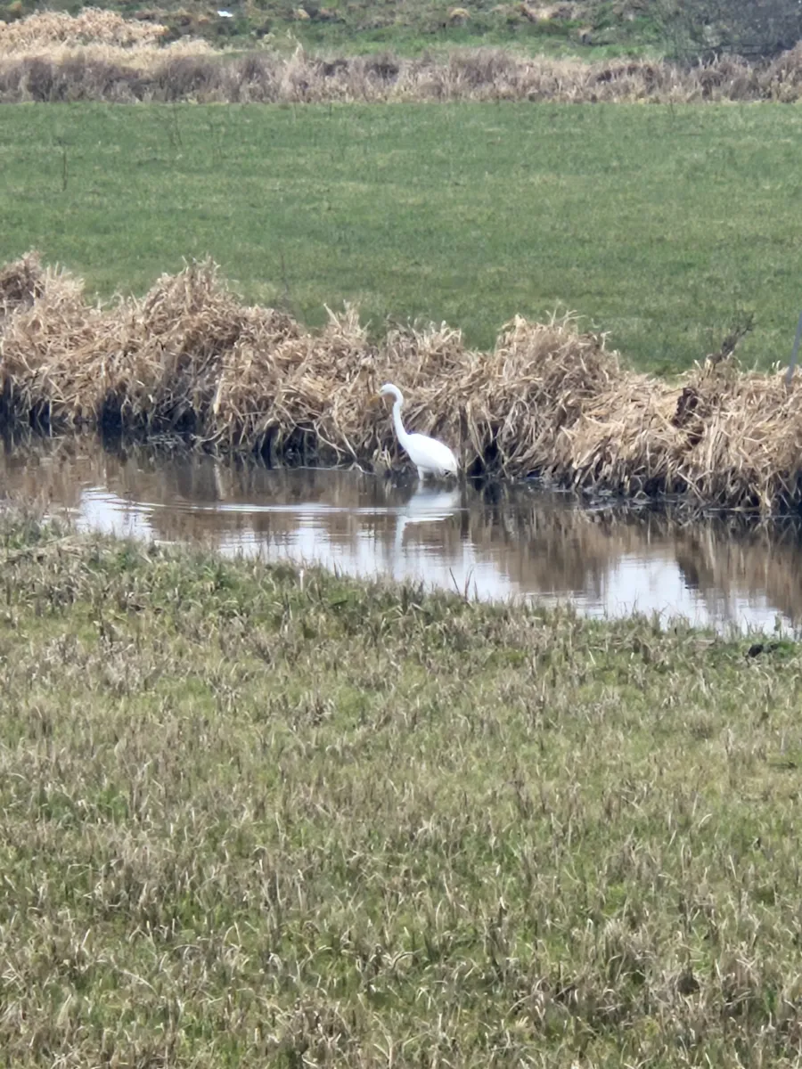 Gespotte Grote zilverreiger
