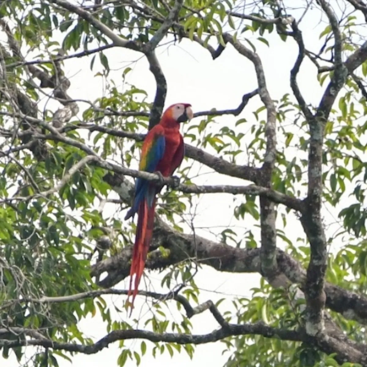 Spotted Scarlet Macaw
