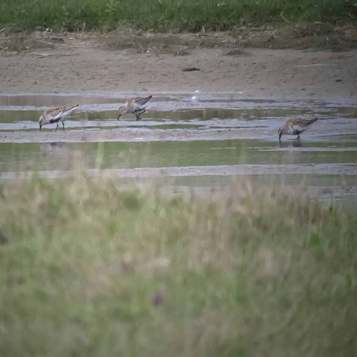 Spotted Dunlin