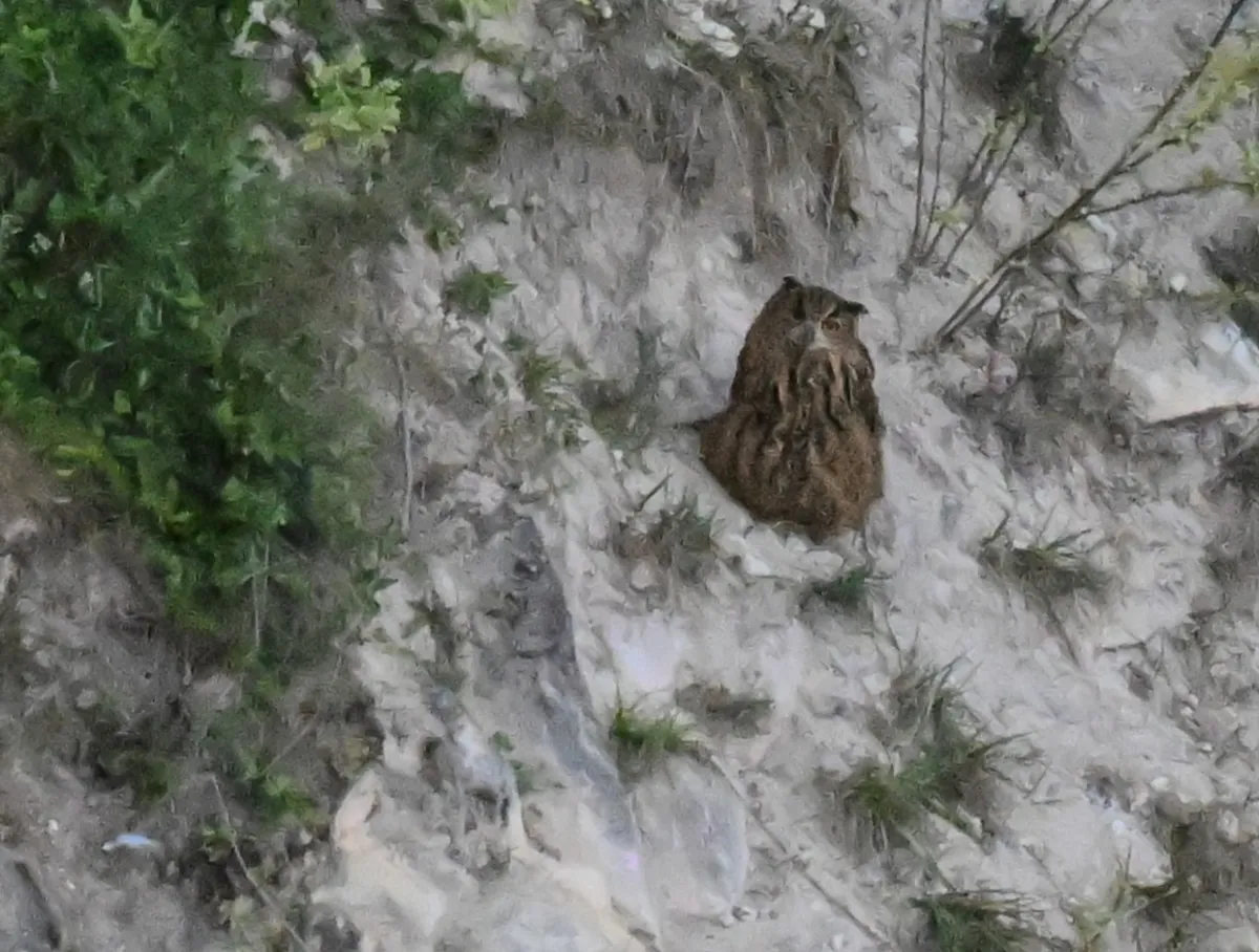 Spotted Eurasian Eagle-Owl