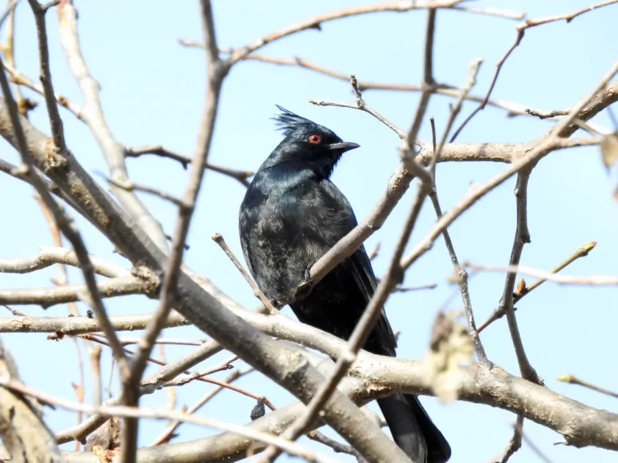 File:Phainopepla nitens 112630378.jpg