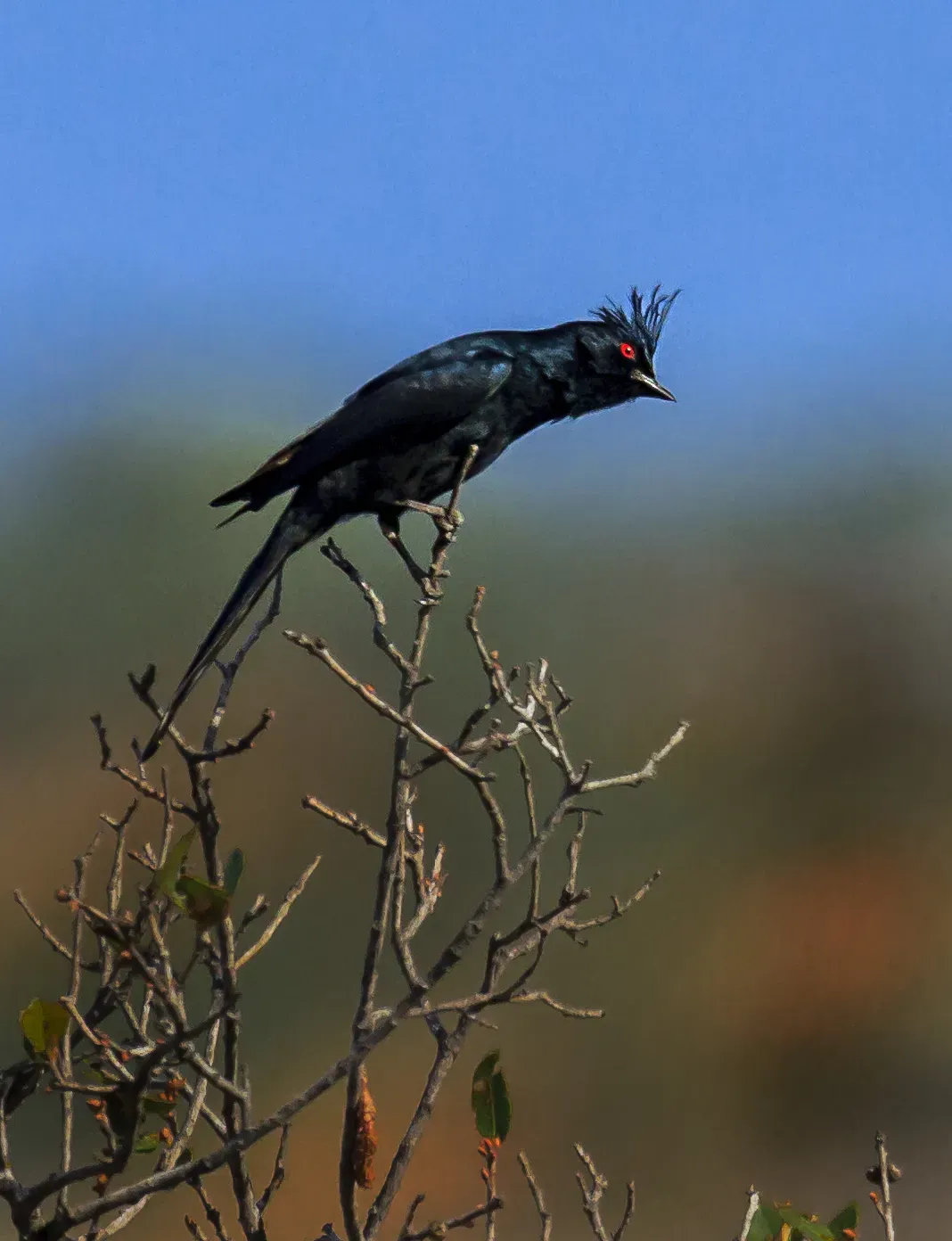 File:Phainopepla nitens 102089203.jpg