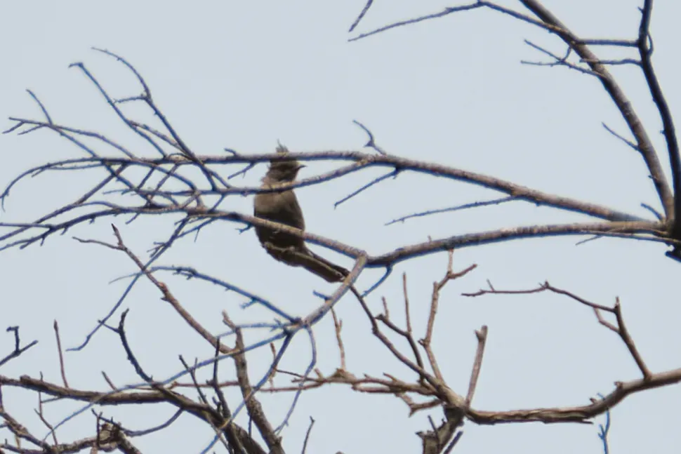 File:Phainopepla nitens 94101160.jpg