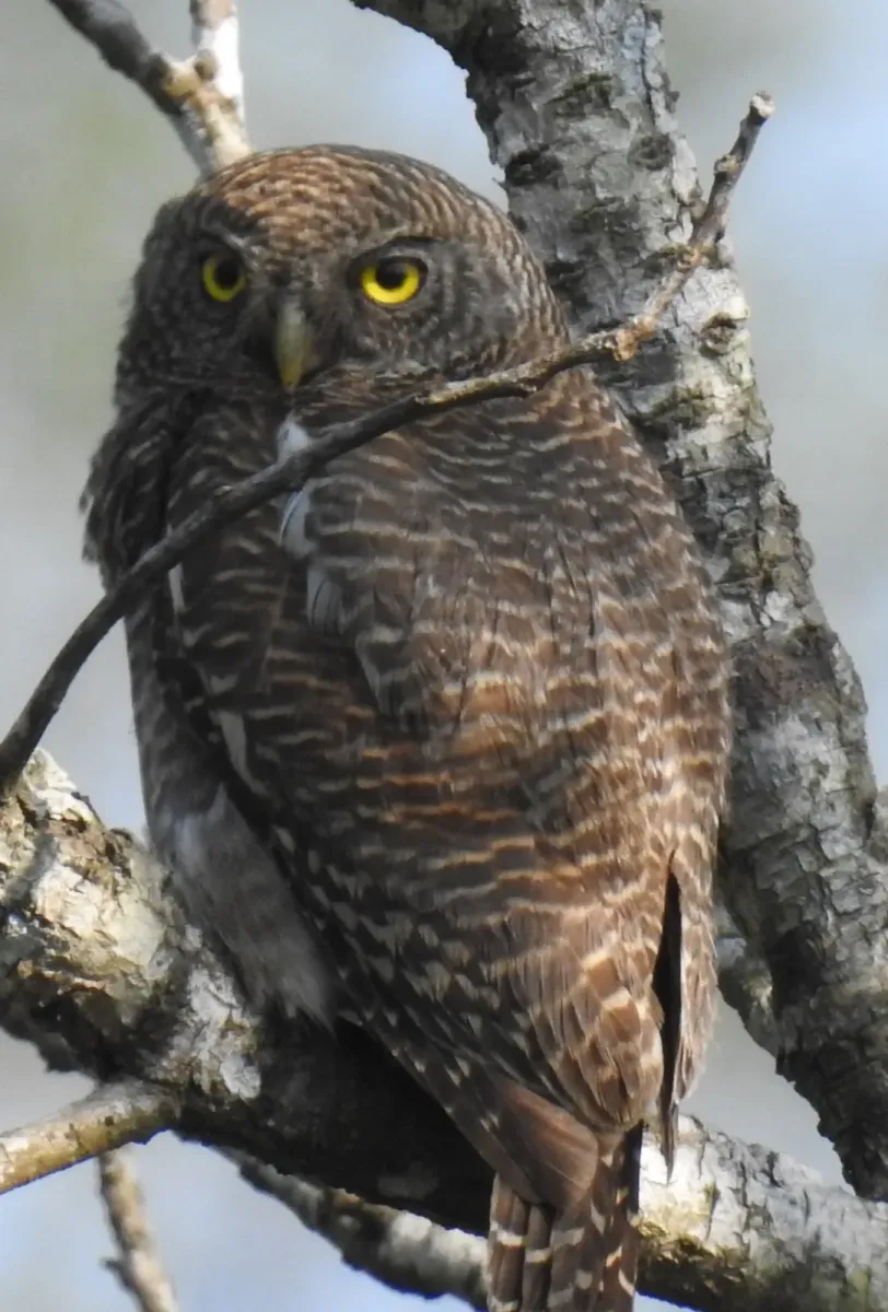 File:Glaucidium cuculoides 62926974.jpg