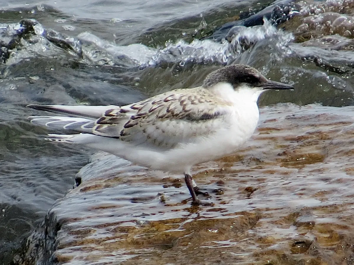 File:2020-07-18 Sterna dougallii, St Marys Island, Northumberland 19.jpg