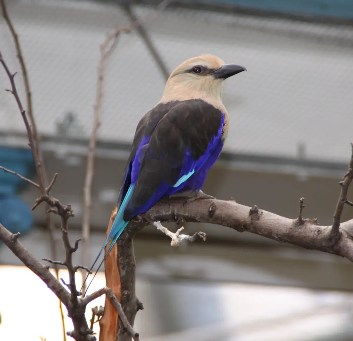 File:Blue-bellied Roller -coracias cyanogaster- (5572972422).jpg