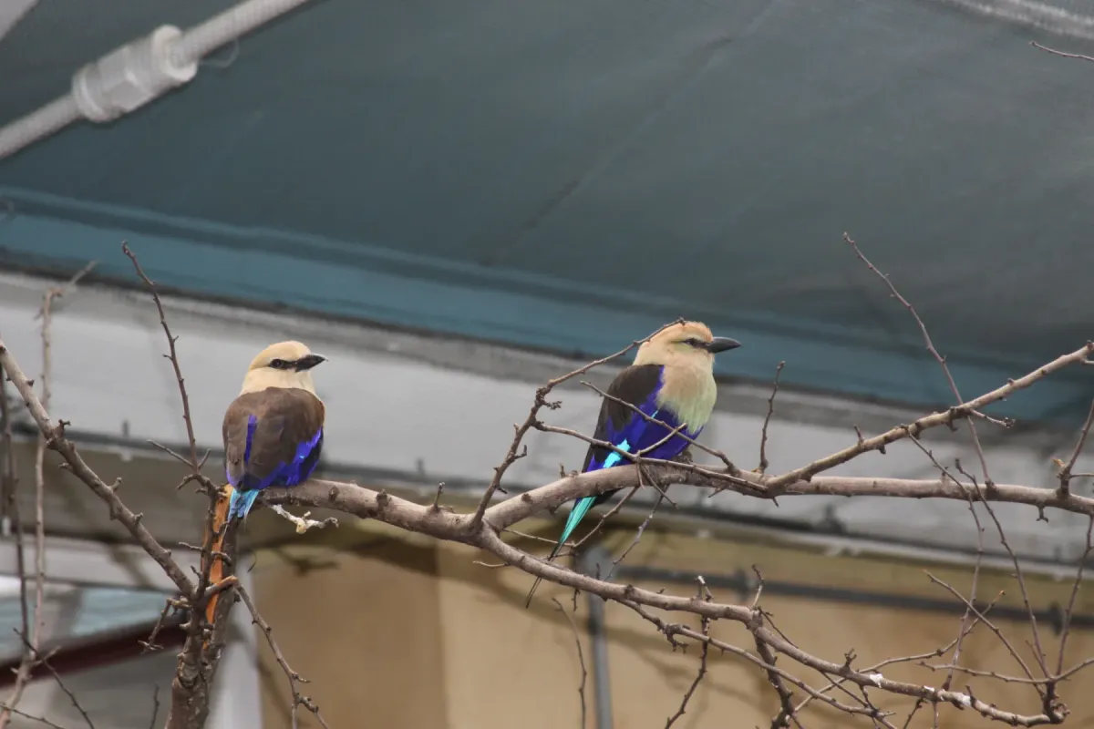 File:Blue-bellied Roller -coracias cyanogaster- (5556914563).jpg