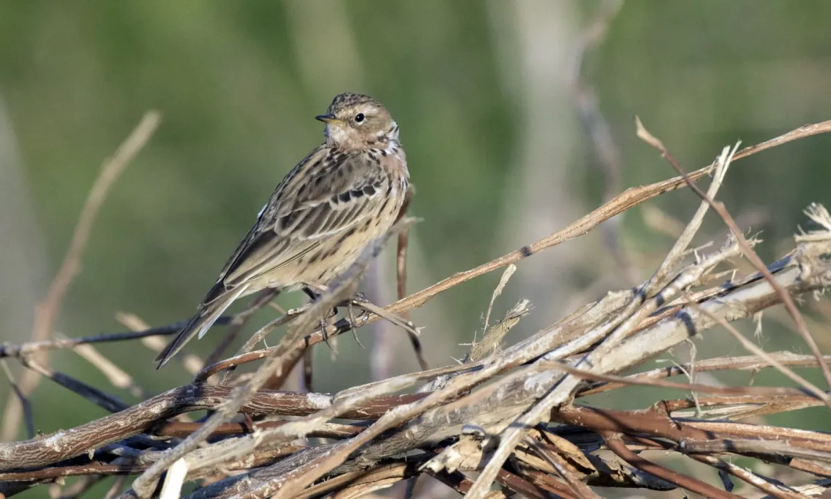 File:Anthus cervinus - Red-throated Pipit, Adana 2021-03-27 02.jpg