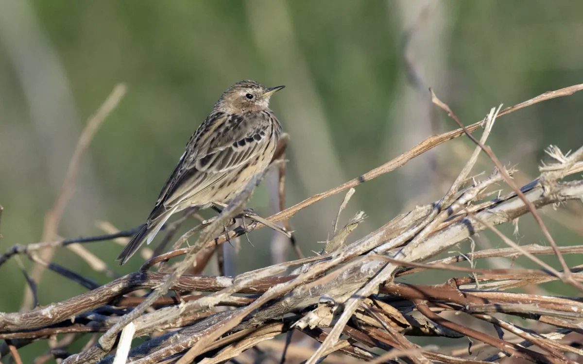 File:Anthus cervinus - Red-throated Pipit, Adana 2021-03-27 01.jpg