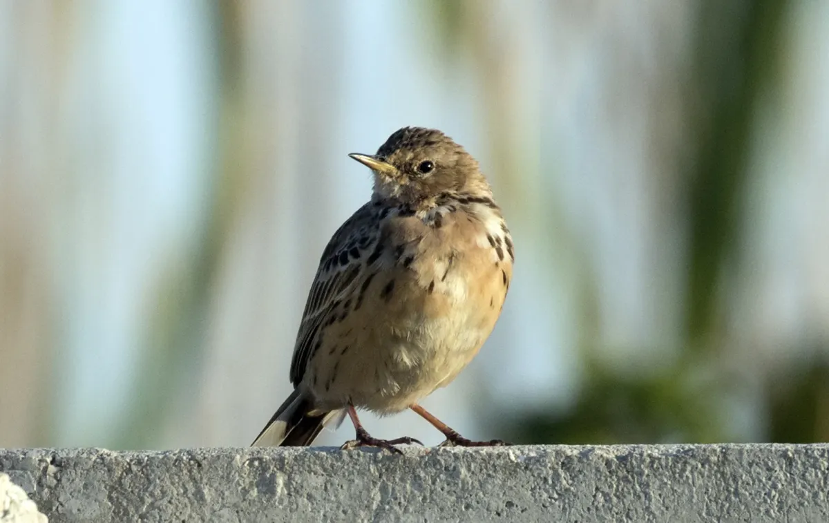 File:Anthus cervinus - Red-throated Pipit, Adana 2021-03-27 05.jpg