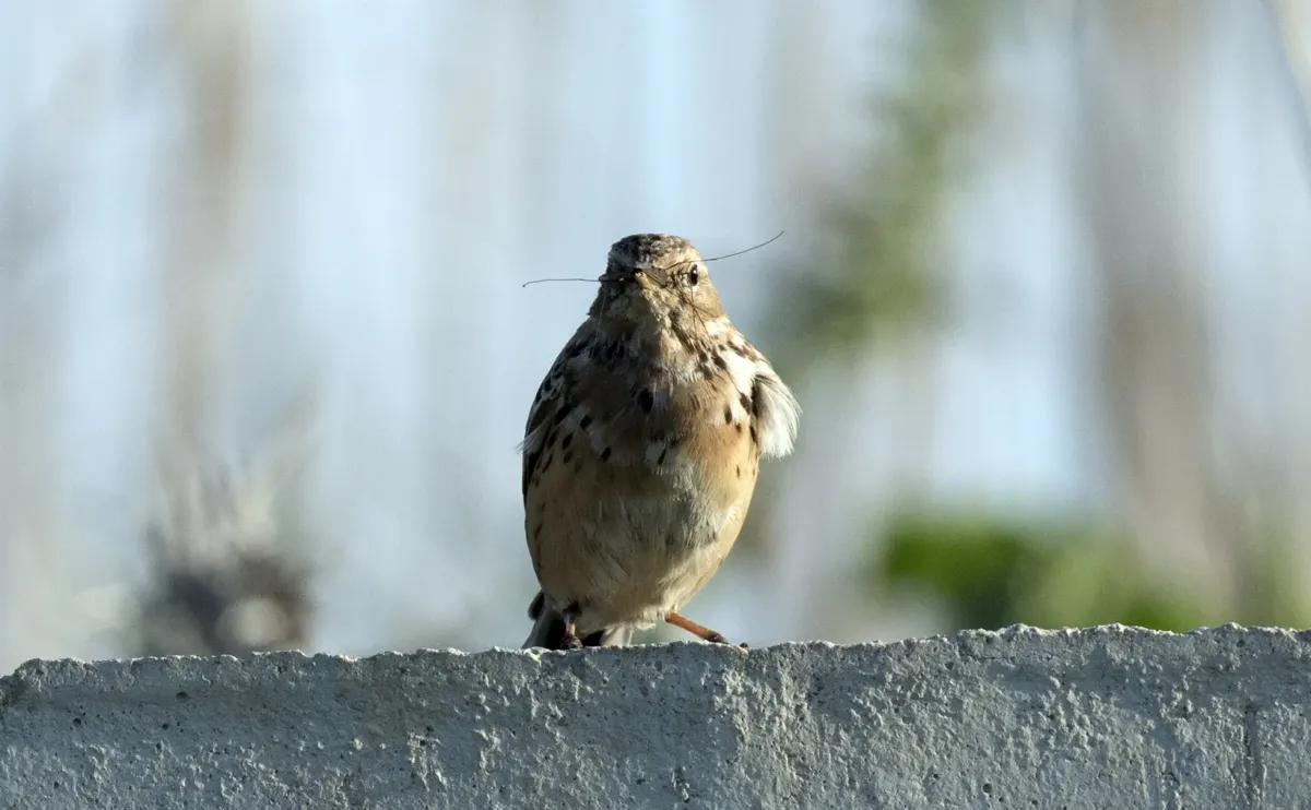 File:Anthus cervinus - Red-throated Pipit 2021-03-27 04.jpg