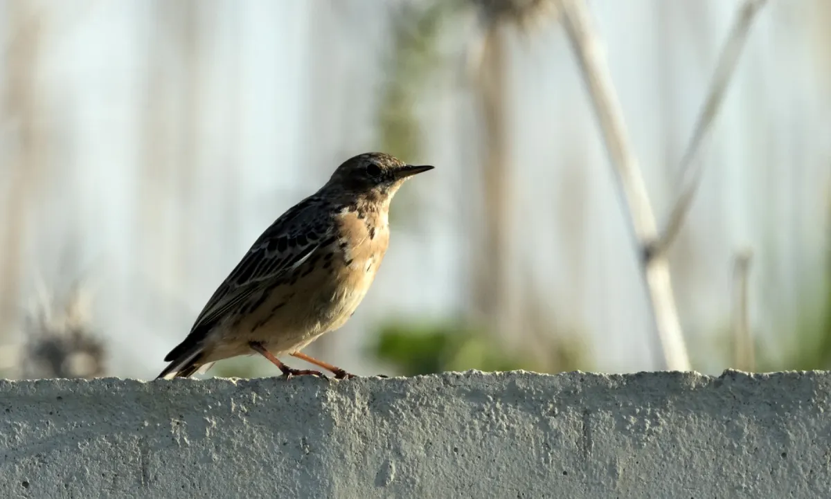 File:Anthus cervinus - Red-throated Pipit 2021-03-27 06.jpg