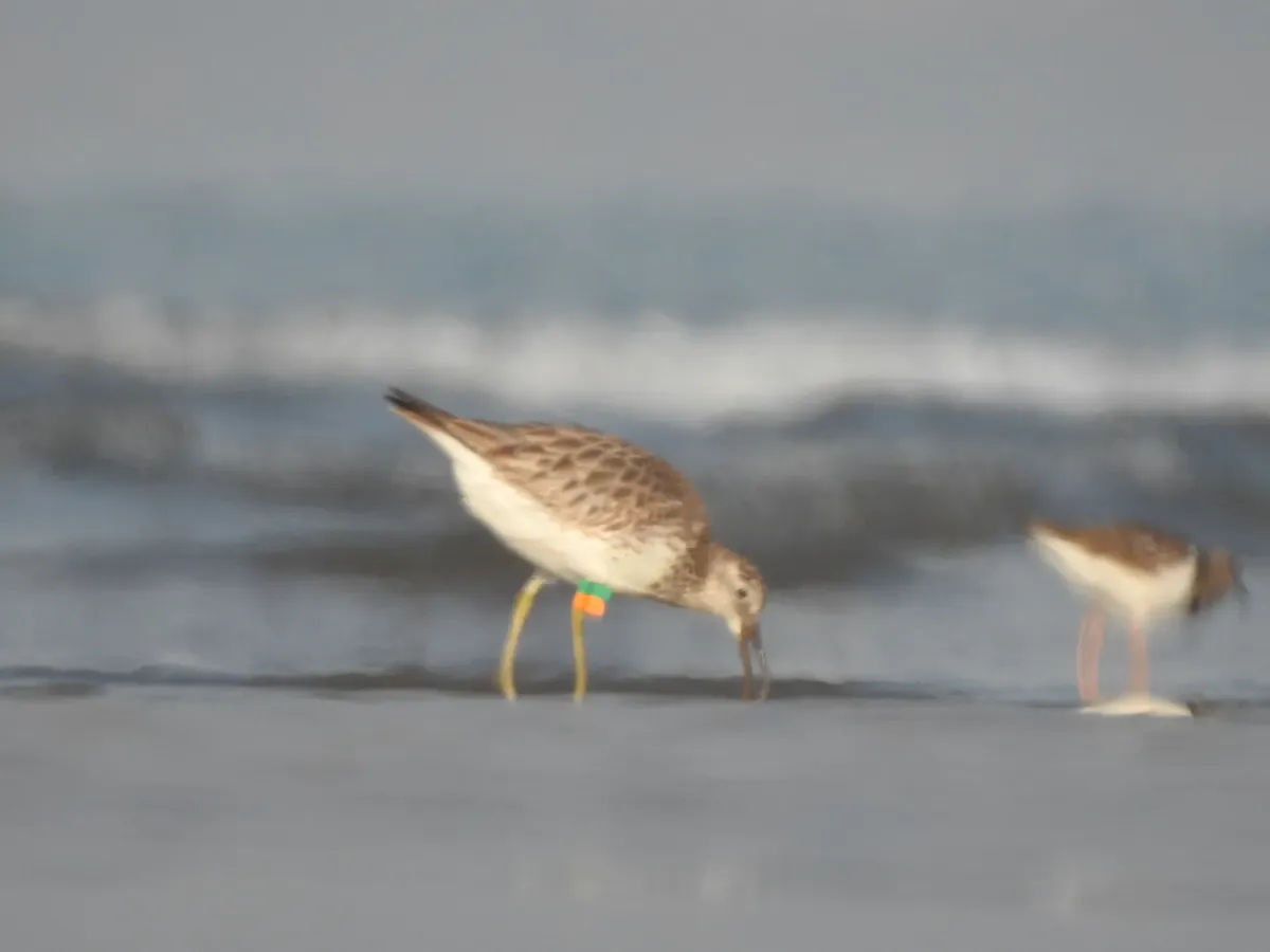 File:Great Knot Calidris tenuirostris with Chinese Flags by Raju Kasambe DSCN4633 (9) 01.jpg