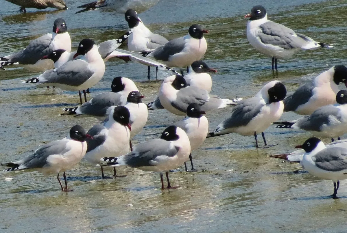File:Leucophaeus pipixcan, White Rock Lake, Dallas, Texas 1.jpg