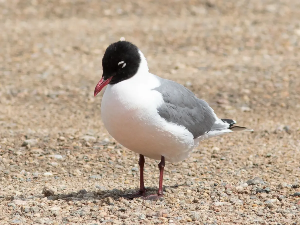File:Leucophaeus pipixcan, Cold Lake, Alberta, Canada 1.jpg