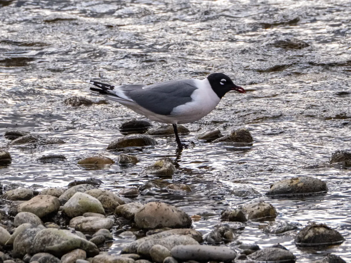 File:Leucophaeus pipixcan, Queensland, Calgary, Alberta, Canada 1.jpg