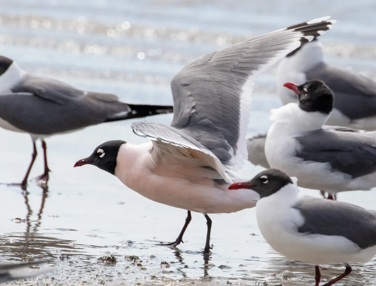 File:Leucophaeus pipixcan, Nueces, Texas 1.jpg