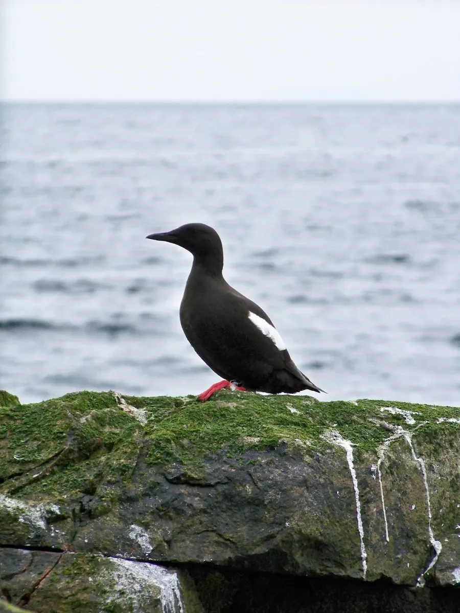 File:Black Guillemot (Cepphus grylle) - geograph.org.uk - 1937669.jpg