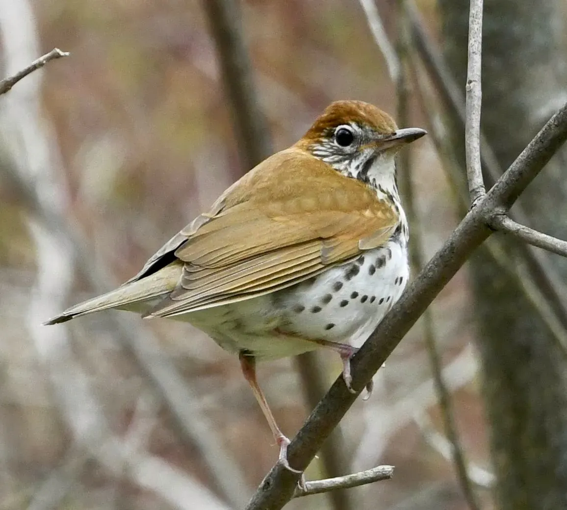 File:Hylocichla mustelina Sam Smith2.jpg