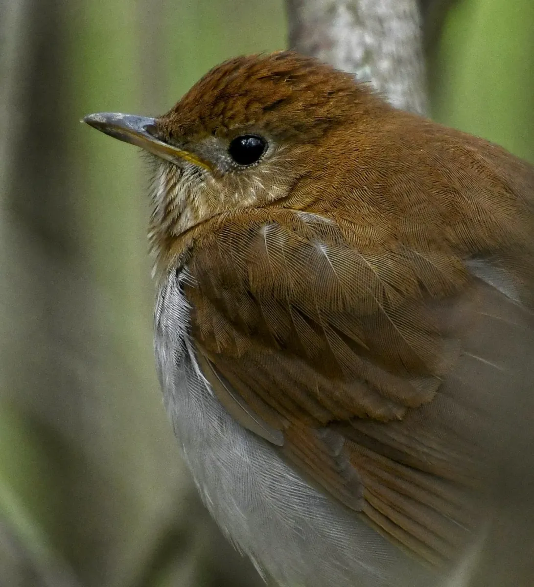 File:Catharus fuscescens Sam Smith Park Toronto face.jpg