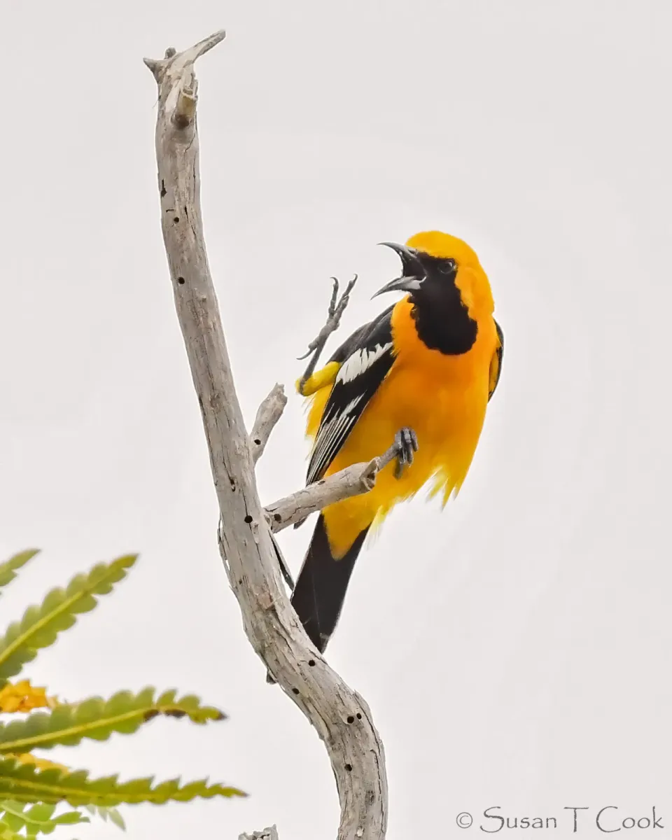 File:Icterus bullockii (51150586523).jpg