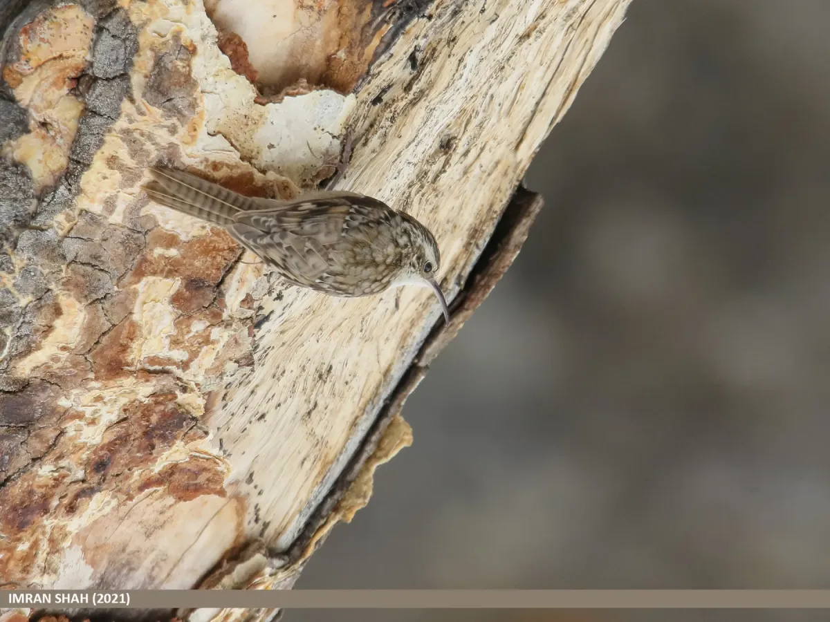 File:Bar-tailed Tree-creeper (Certhia himalayana) (51170347747).jpg