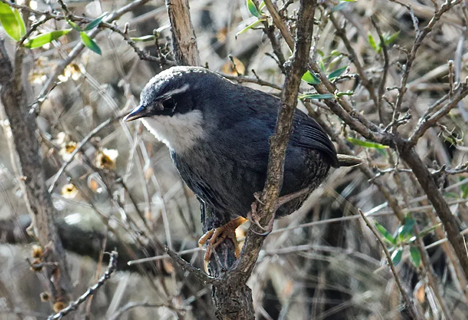 File:Scytalopus zimmeri - Zimmer's Tapaculo 2 (cropped).jpg