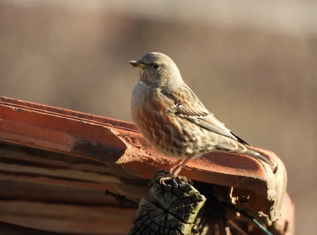 File:Sordone (Prunella collaris) 2.jpg