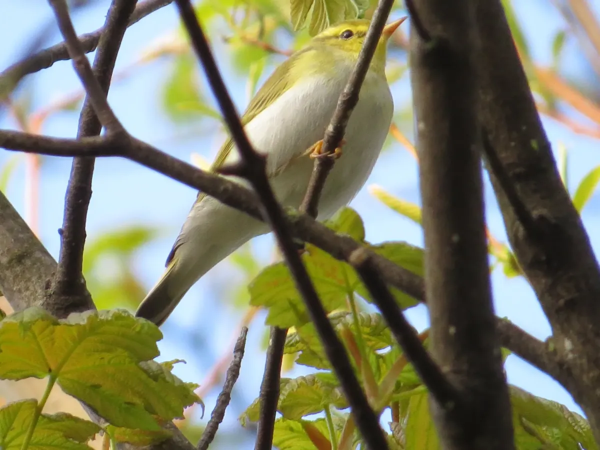 File:2021-05-01 Phylloscopus sibilatrix, Killingworth, Northumberland.jpg