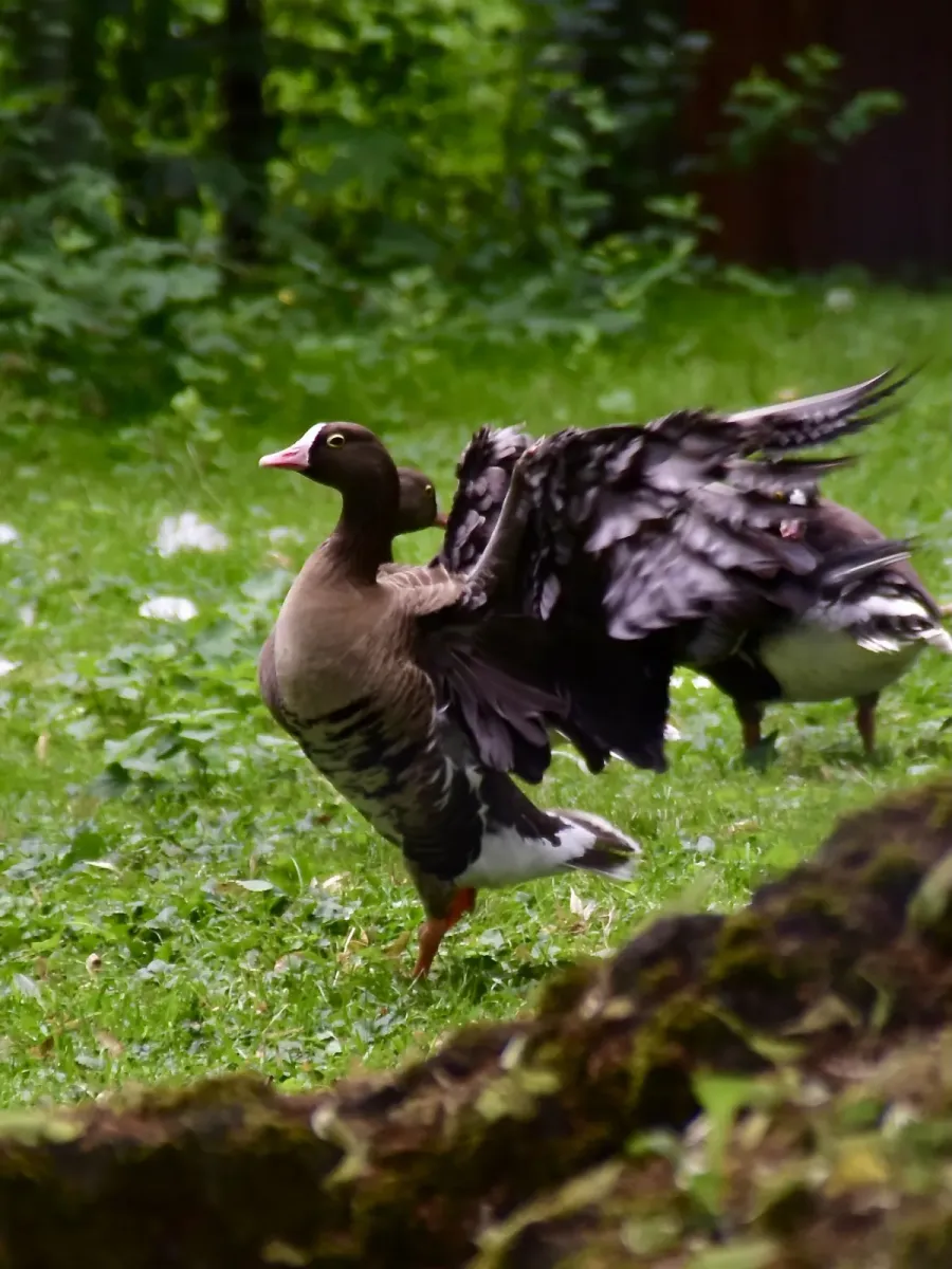 File:Anatidae Anser erythropus 2.1.jpg