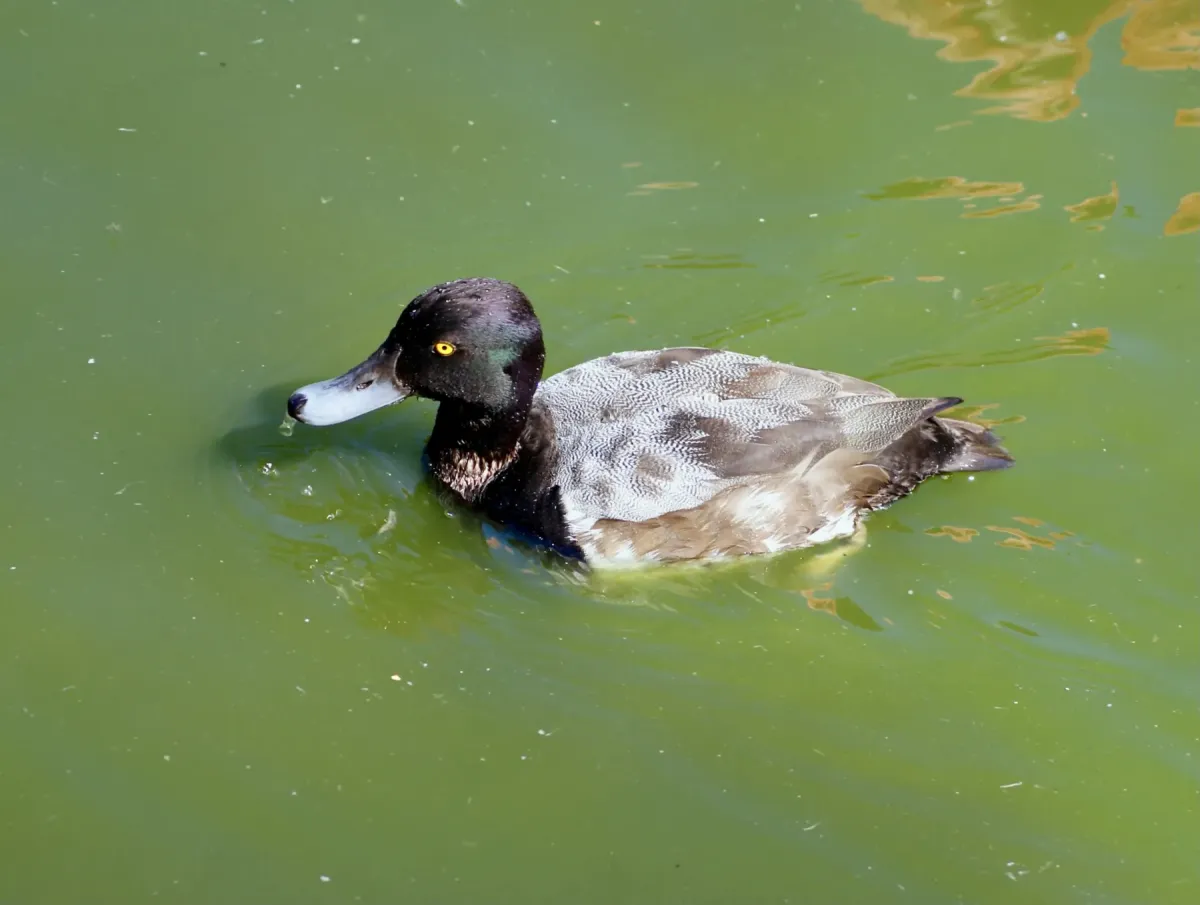 File:Anatidae Aythya affinis 1.jpg