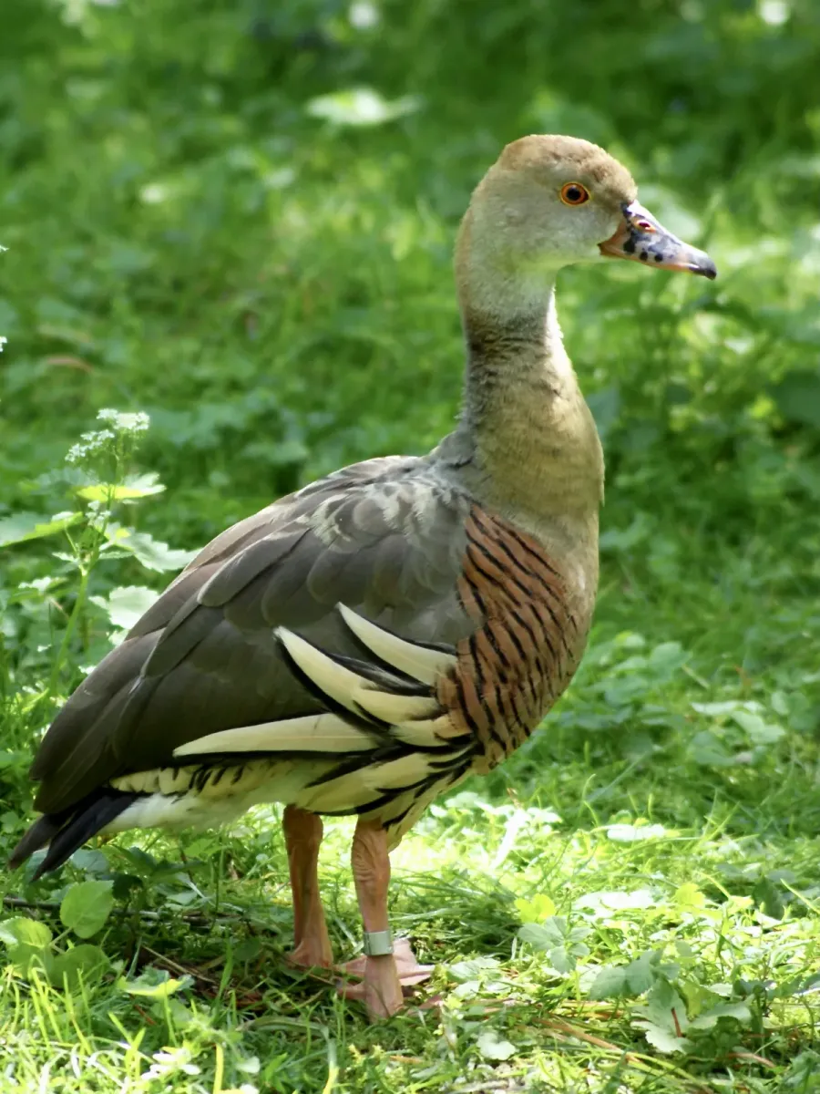 File:Anatidae Dendrocygna eytoni 2.jpg
