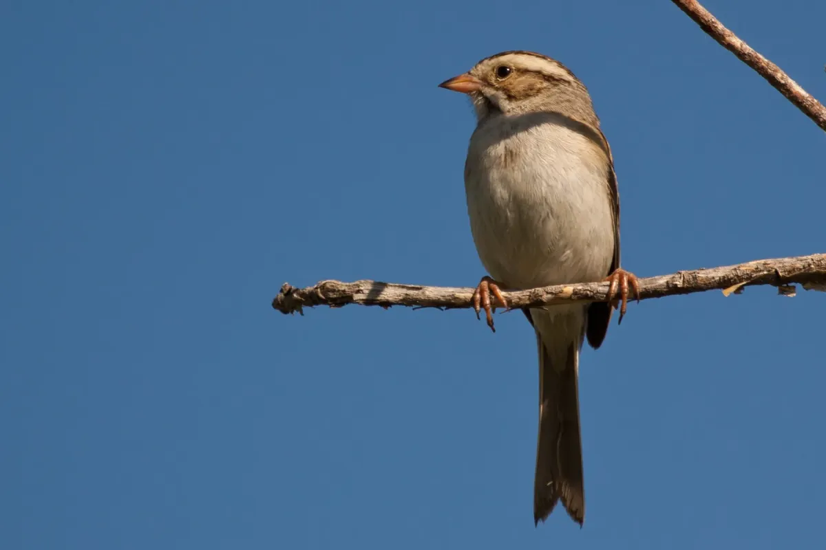 File:Spizella pallida -perching-8 (3).jpg