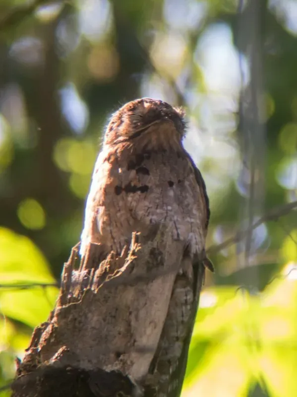 File:Nyctibius griseus ssp. panamensis.jpg