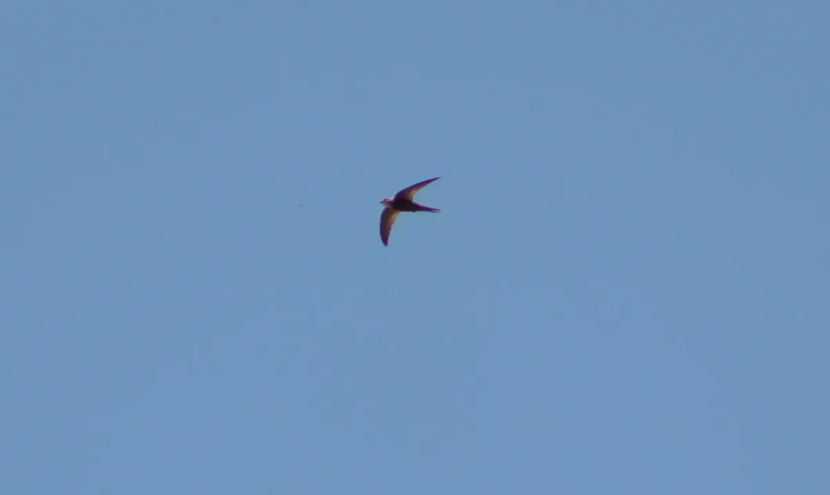 File:Pallid Swift (Apus pallidus).jpg