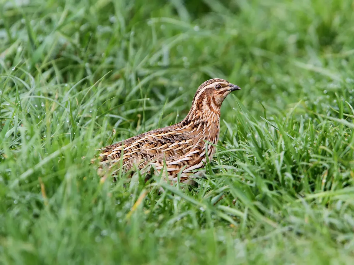 File:Coturnix coturnix, Fraunberg, Bayern, Deutschland 2.jpg