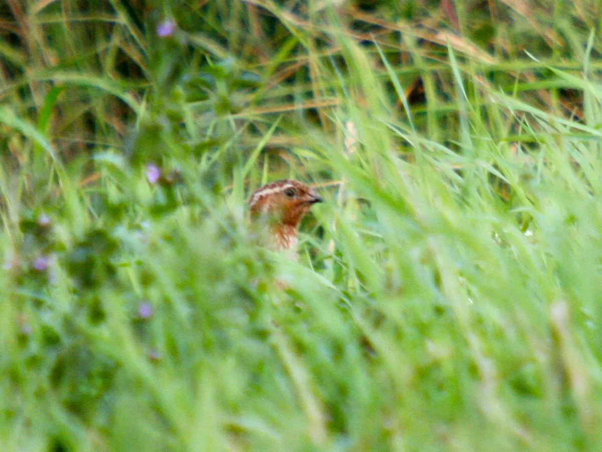 File:Coturnix coturnix, Wagenitz, Mühlenberge, Brandenburg, Deutschland 1.jpg