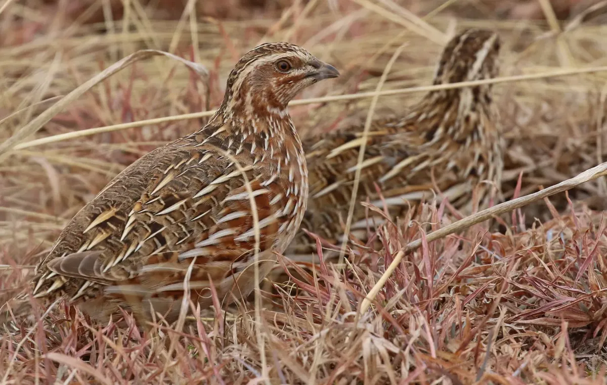 File:Coturnix coturnix, Somerset East District, Eastern Cape, South Africa 1.jpg