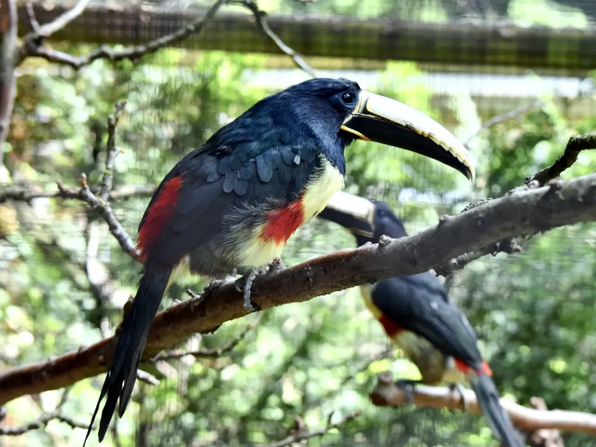 File:Ramphastidae Pteroglossus aracari 2.2.jpg