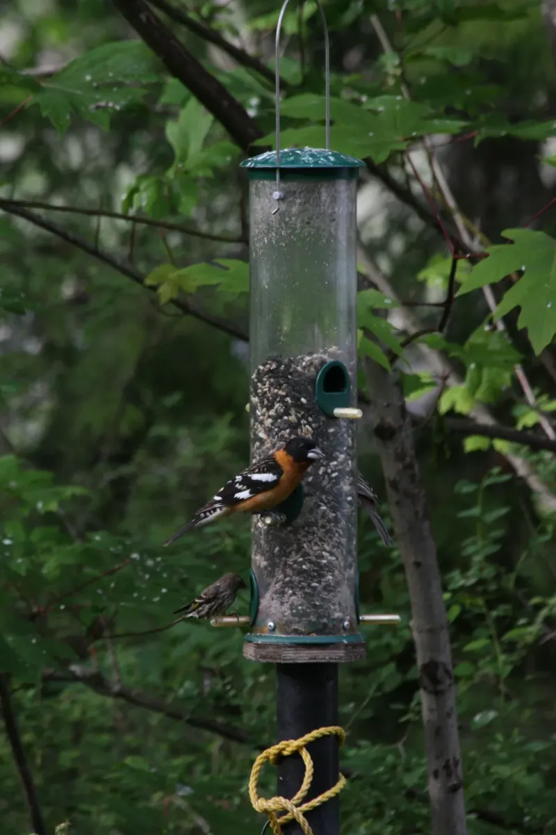 File:Pheucticus melanocephalus 5272.JPG