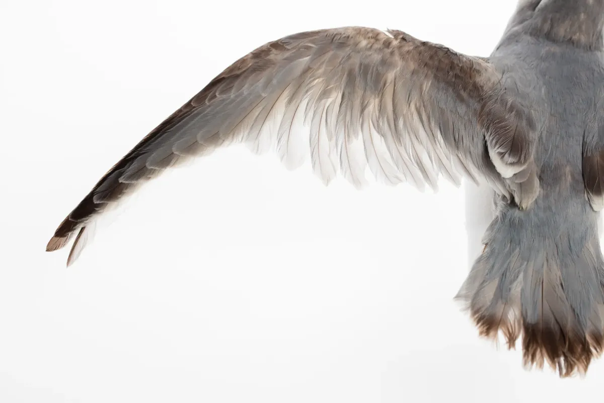 File:Pachyptila desolata (Antarctic Prion) (48719448743).jpg