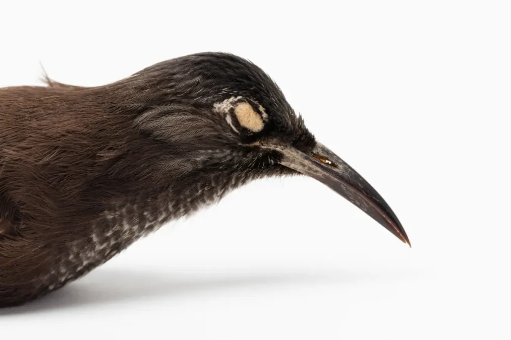 File:Moho braccatus (Kauaʻi ʻŌʻō) (48719878462).jpg