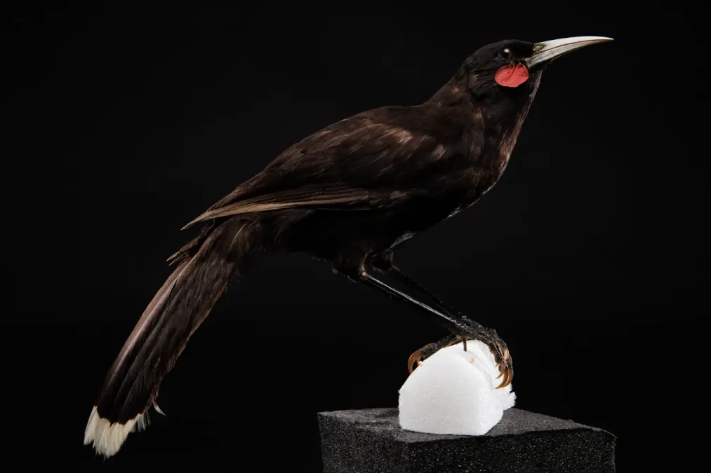 File:Heteralocha acutirostris (huia) (48719601081).jpg