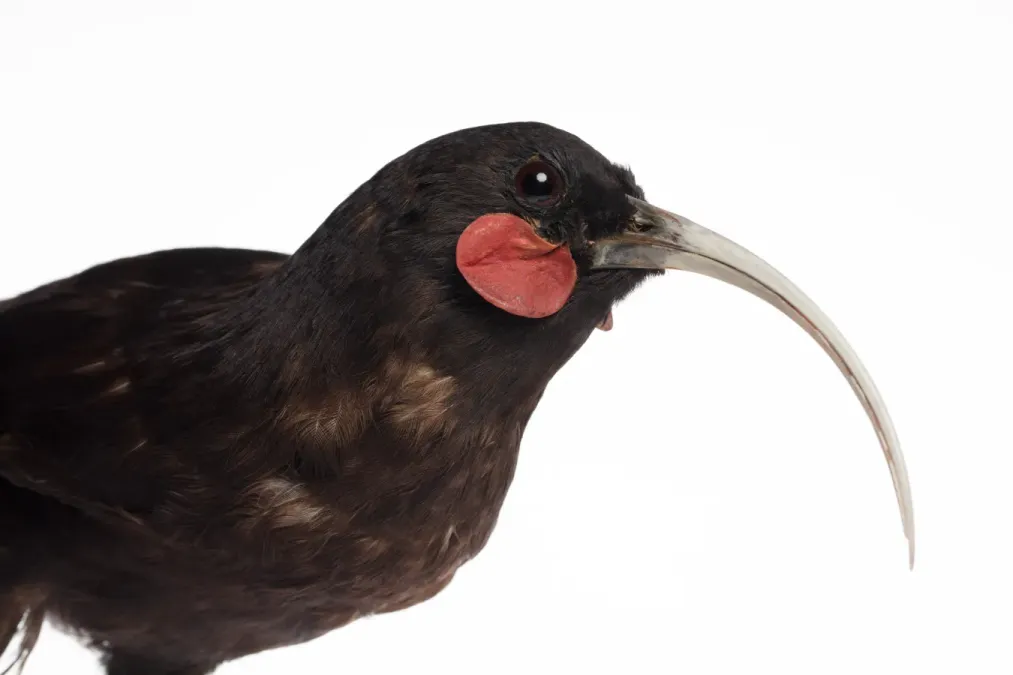 File:Heteralocha acutirostris (huia) (48719769962).jpg