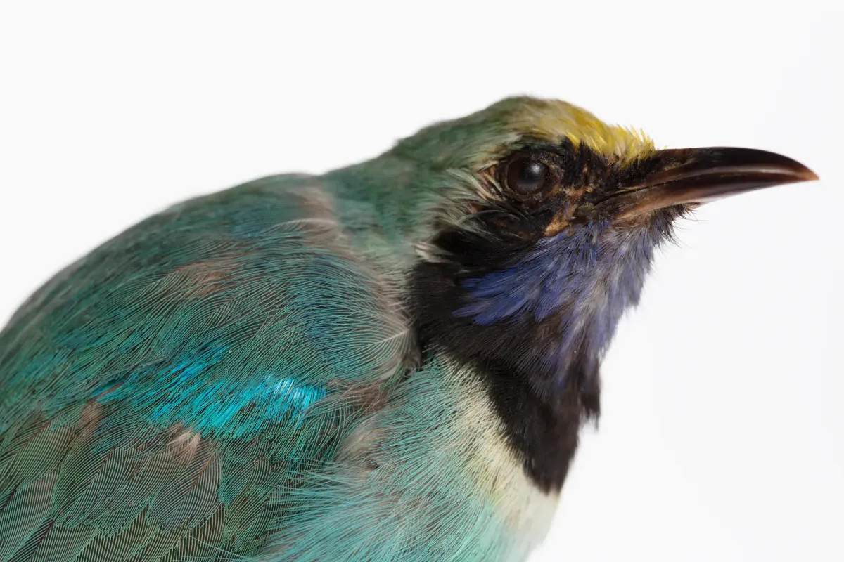 File:Chloropsis aurifrons (Golden-fronted Leafbird) (48719557757).jpg