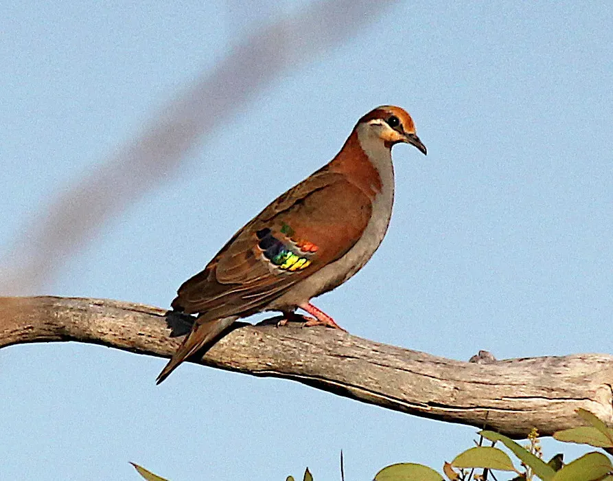 File:Phaps elegans elegans, Onkaparinga River NP, South Australia 1.jpg