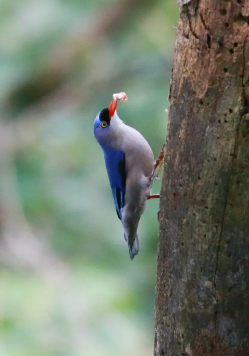 File:Velvet-fronted Nuthatch (Sitta frontalis), Palakkad, Kerala.jpg