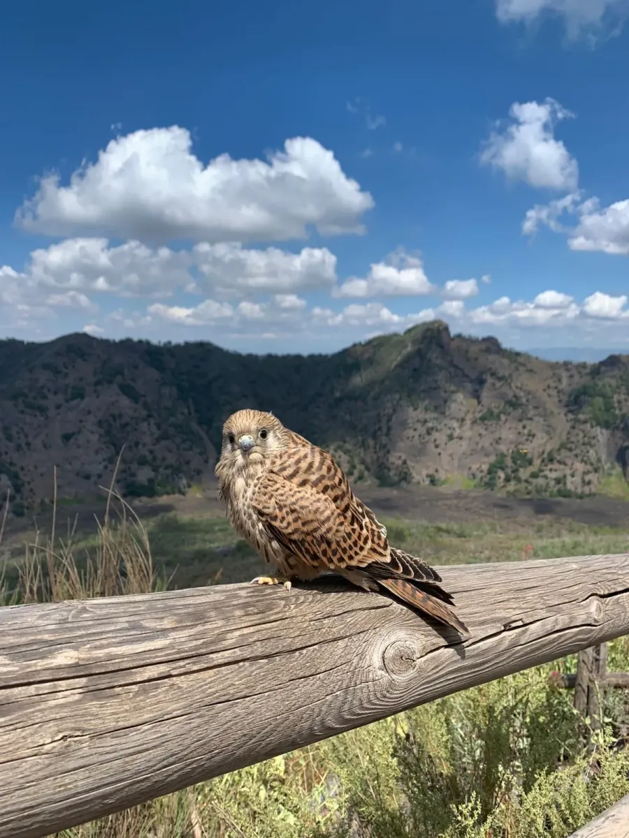 File:Falco naumanni 154137489.jpg