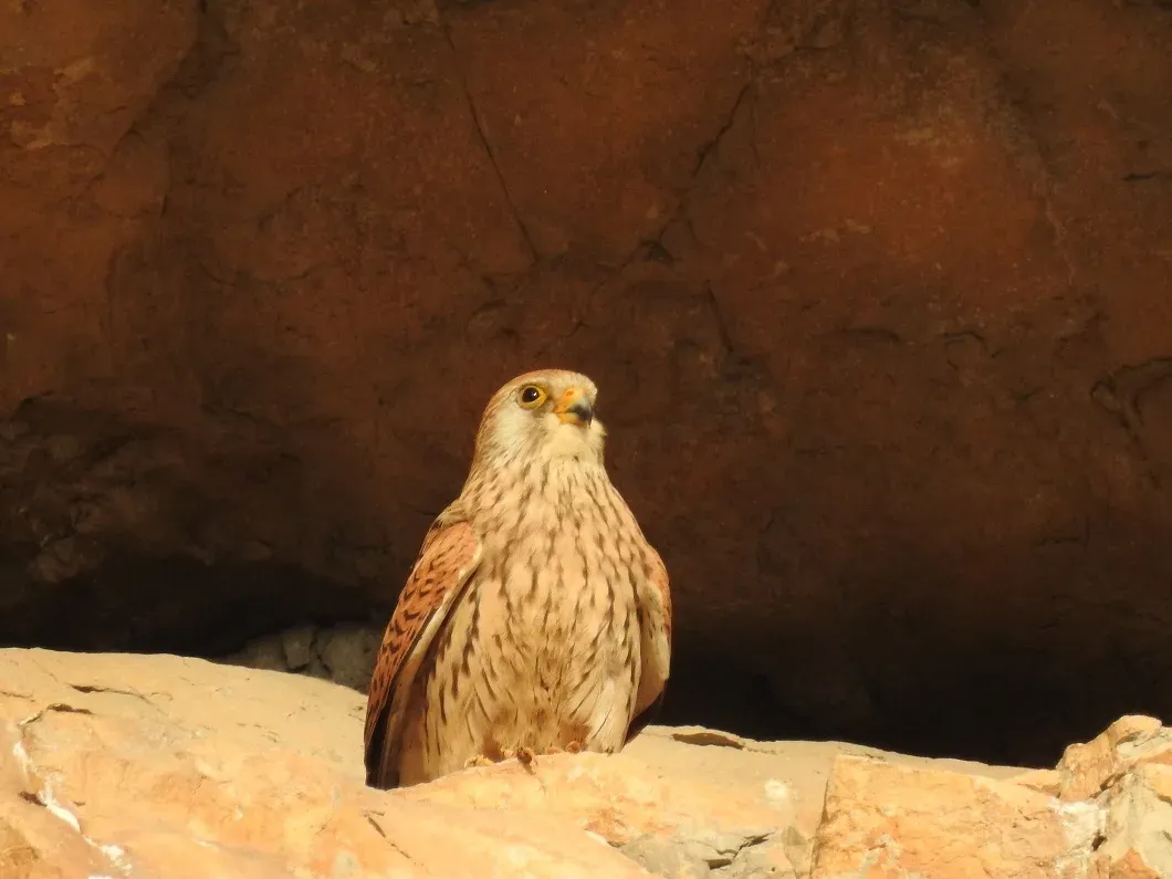 File:Falco naumanni 66410268.jpg