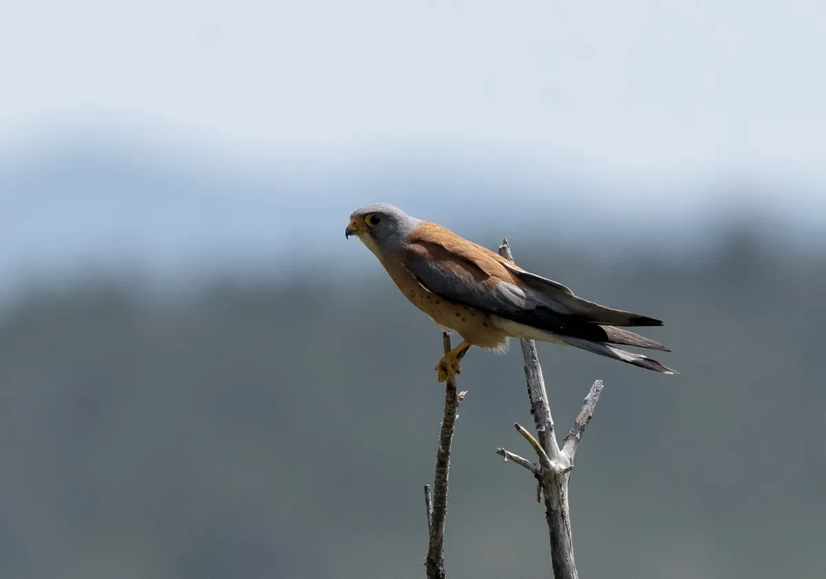 File:Falco naumanni 137877081.jpg